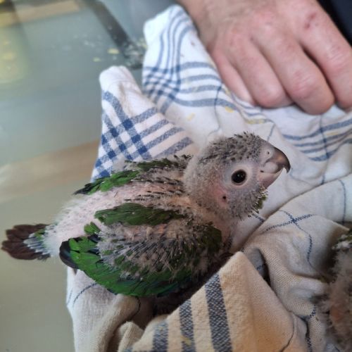 Conure hybrides #5