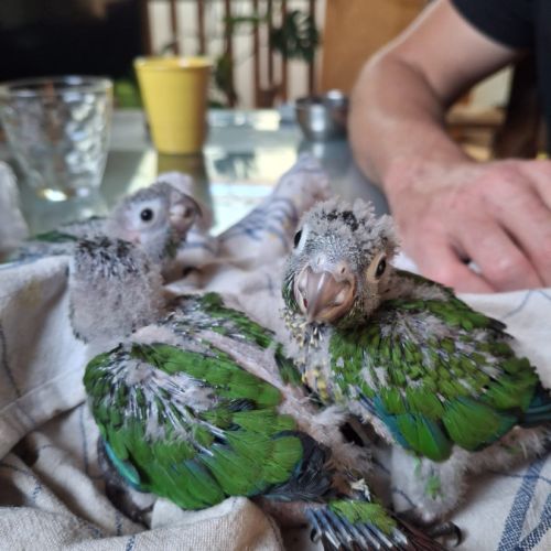 Conure hybrides #6