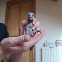 Conure hybrides #0