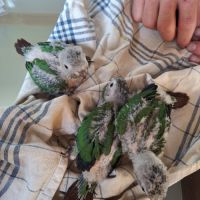 Conure hybrides #4
