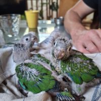 Conure hybrides #6