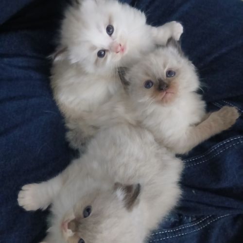 Chatons ragdoll