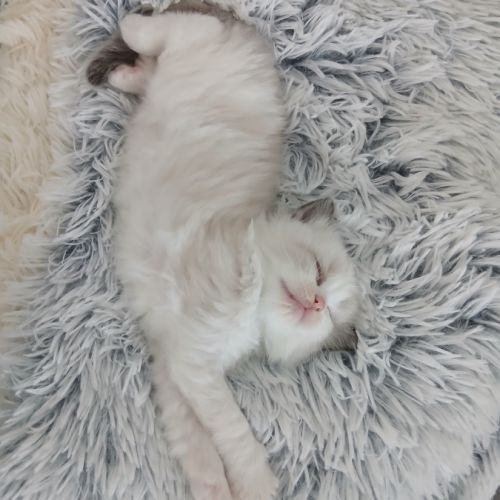 Chatons ragdoll #3