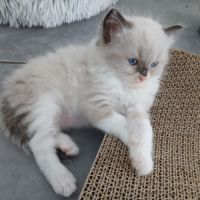 Chatons ragdoll #2