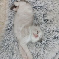 Chatons ragdoll #3