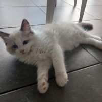Chatons ragdoll