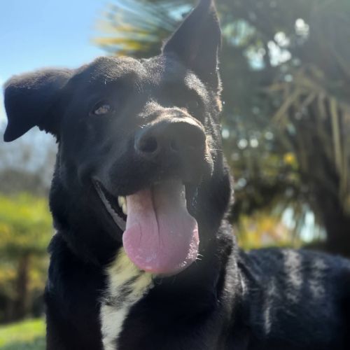 Chien de garde