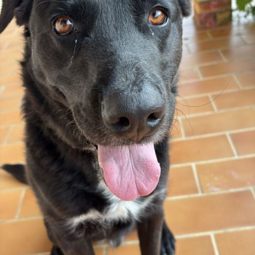 Chien de garde #4