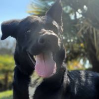 Chien de garde #0