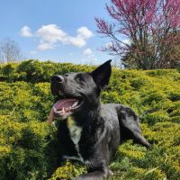 Chien de garde #3