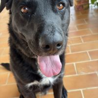 Chien de garde #4