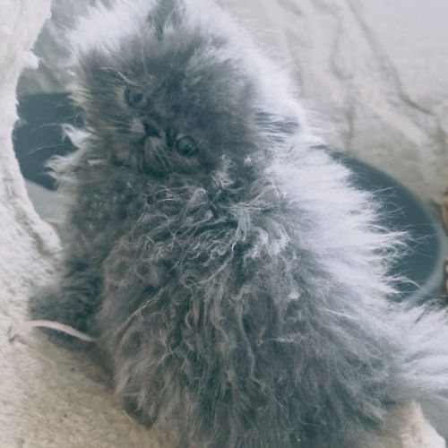 Vends persan bleus loof #3