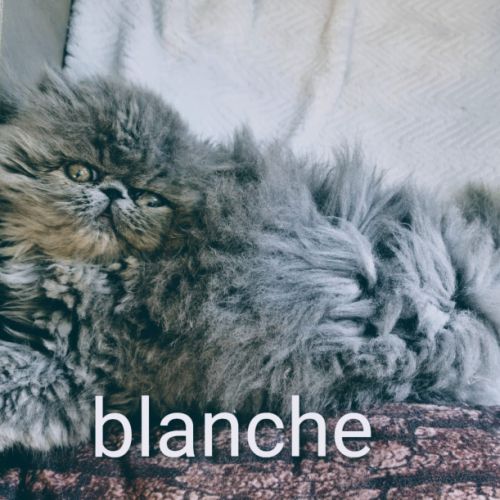 Vends persan bleus loof