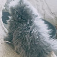 Vends persan bleus loof #3