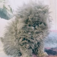 Vends persan bleus loof #4