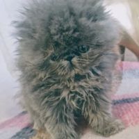 Vends persan bleus loof #5