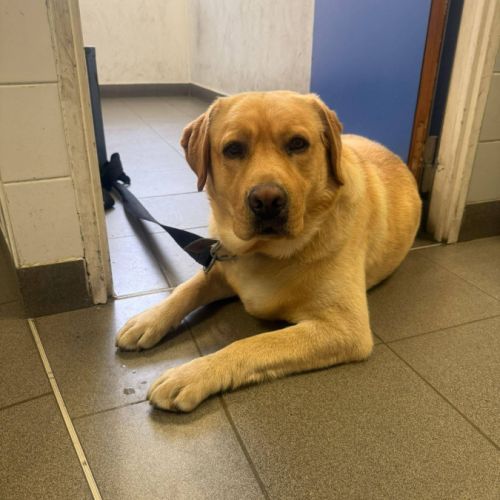 Simba labrador #0