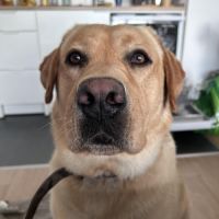 Simba labrador #2