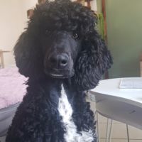 Femelle caniche royale bicolore #1