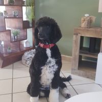 Femelle caniche royale bicolore #2
