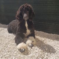 Femelle caniche royale bicolore #0