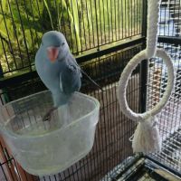 Perruche a collier bleue eam
