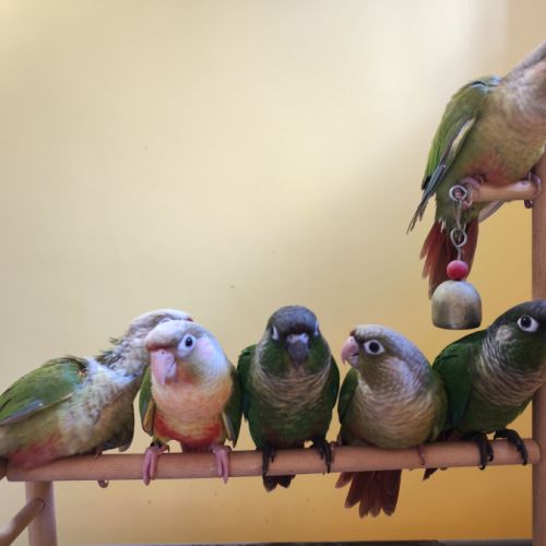 Conure de molina eam en cours de sevrage #1