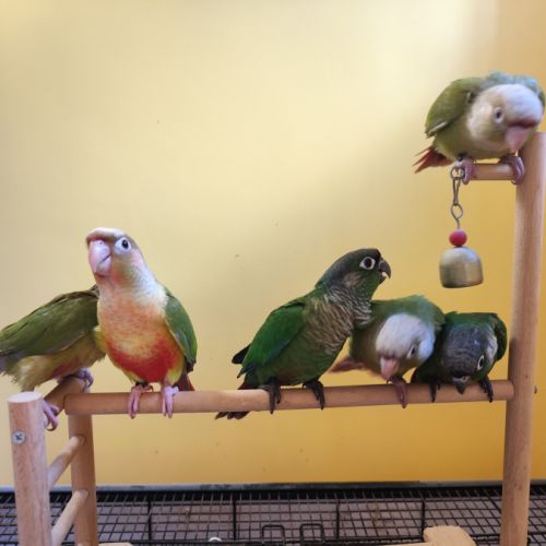 Conure de molina eam en cours de sevrage #4