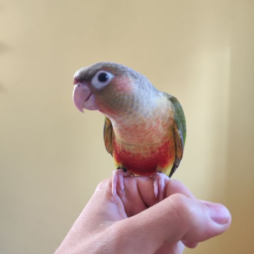 Conure de molina eam en cours de sevrage #5