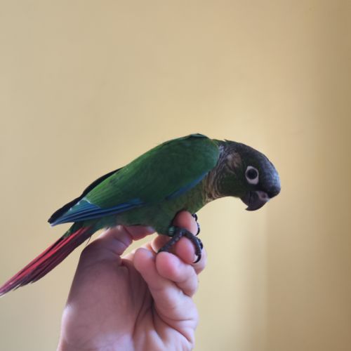 Conure de molina eam en cours de sevrage #6
