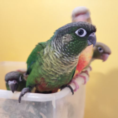 Conure de molina eam en cours de sevrage #9