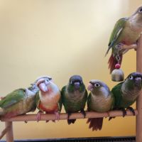 Conure de molina eam en cours de sevrage