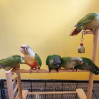 Conure de molina eam en cours de sevrage #3