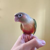 Conure de molina eam en cours de sevrage #5