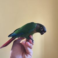 Conure de molina eam en cours de sevrage #6