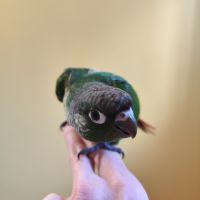 Conure de molina eam en cours de sevrage #7