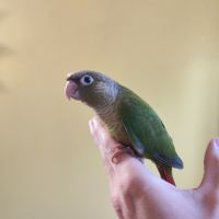 Conure de molina eam en cours de sevrage #8