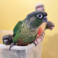 Conure de molina eam en cours de sevrage #9