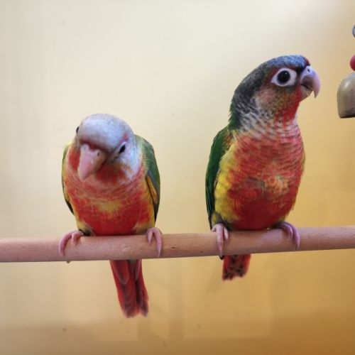 Conure de molina eam #1