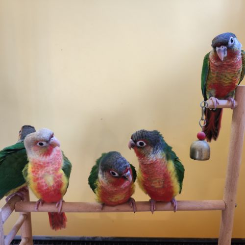 Conure de molina eam #0