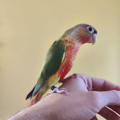 Conure de molina eam #5