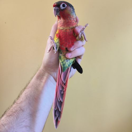 Conure de molina eam #9