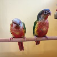 Conure de molina eam #1