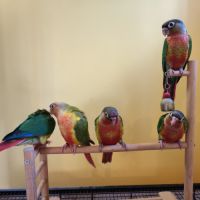 Conure de molina eam #3