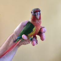 Conure de molina eam #4