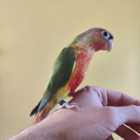 Conure de molina eam #5