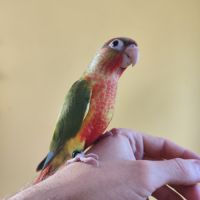 Conure de molina eam #6