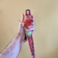 Conure de molina eam #7