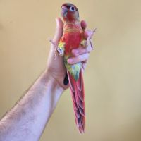 Conure de molina eam #8