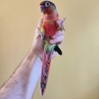 Conure de molina eam #9